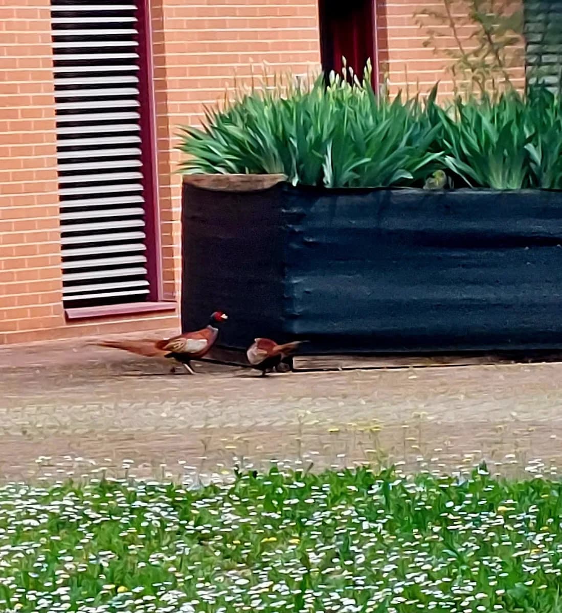 Villa Primula - Reggio Emilia